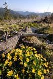 Blatouchy kvetou, vysoké tatry stojí.
